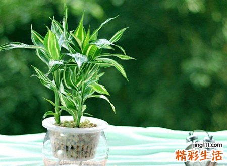 养富贵竹几支最吉利