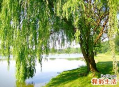 门前种什么树风水最好