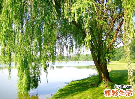 门前种什么树风水最好