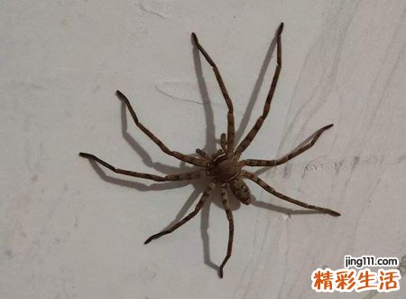 千万别在房间里打蜘蛛