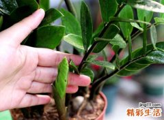 大门两侧种什么树最吉利