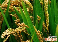 梦见稻谷是什么意思，做梦梦到遍地金黄的稻谷