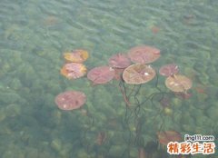 梦见水是什么预兆，做梦梦到水有财运吗