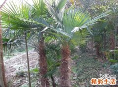 大门两侧种什么树吉祥