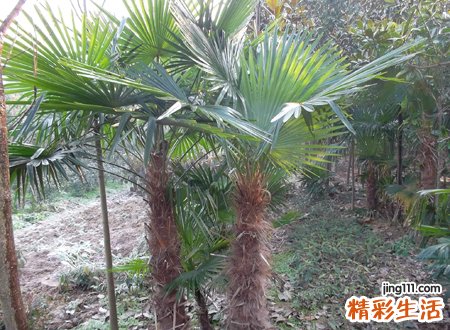 大门两侧种什么树吉祥