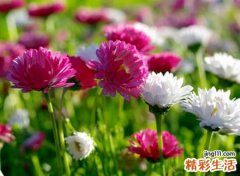 带花字的小清新唯美昵称，最美带花微信好听的网名