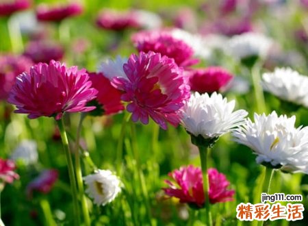 带花字的小清新唯美昵称，最美带花微信好听的网名