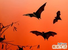 蝙蝠飞到家里是什么预兆