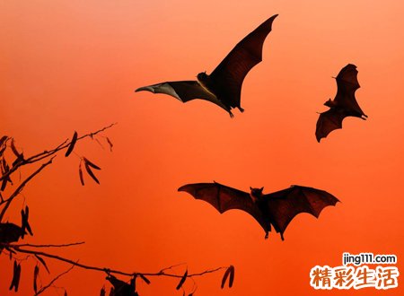 蝙蝠飞到家里是什么预兆