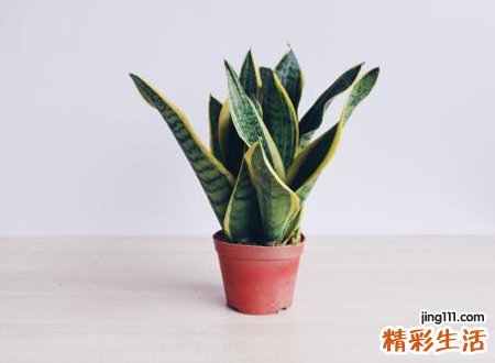 虎皮兰风水禁忌