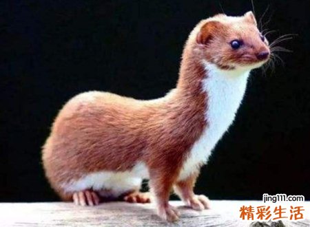 早上看到黄鼠狼啥兆头