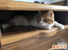 为什么说养猫穷三代