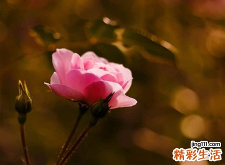 古风清韵有意境的唯美网名，诗意淡雅的微信名字