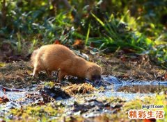 黄鼠狼进家是吉是凶