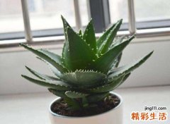 芦荟放在什么地方吉利