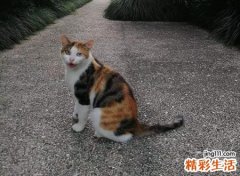 三花猫为什么招财