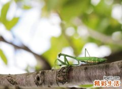 抖音上魔性很火的网名，一个人很潇洒霸气的抖音名字