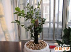 家里养小叶紫檀树好吗