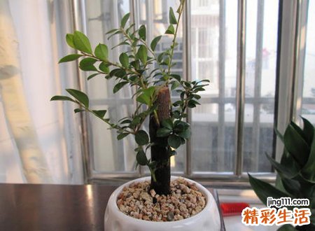 家里养小叶紫檀树好吗