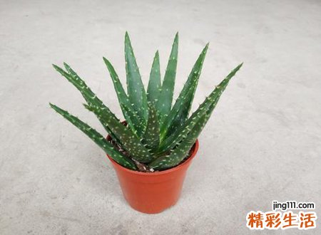 1990路旁土命缺什么