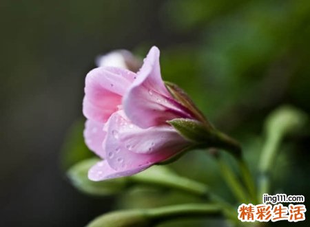 唯美诗意的四个字网名，4个字网名好听又吸引人
