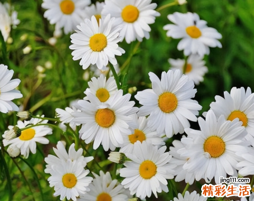 射手座女和什么星座最配 射手座女孩子喜欢什么样的男孩子