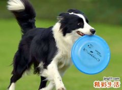 梦见被狗咬着不放预示什么，做梦梦到狗咬住自己不松嘴