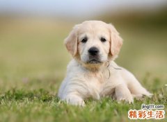 梦见被狗咬了手有什么预兆，做梦梦到狗咬自己的手不放