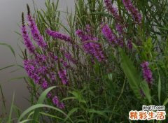 梦见吸血虫有什么预兆，做梦梦到吸血虫从肉里拔出