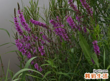 梦见吸血虫有什么预兆,做梦梦到吸血虫从肉里拔出