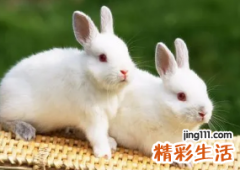 2023年属兔是什么命 2023年属兔几月最好