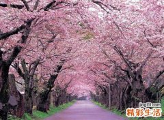 有关樱花的古风网名，带樱字的诗意唯美昵称