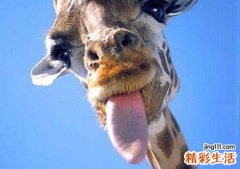 梦见舌头掉了还能说话，做梦梦到舌头掉了又长出新的舌头