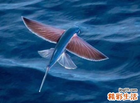 梦见会飞了好不好，做梦梦到自己会飞是什么预兆