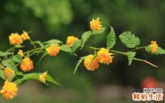 成功人士最多的星座男 成功的男人大多是什么星座