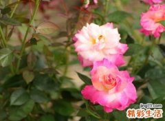 四个字的干净网名，4个字吸引人的诗意名字