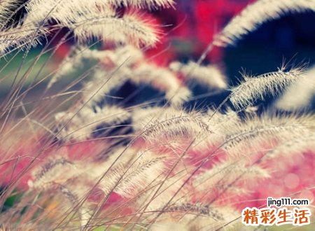 古诗词中截取的经典网名，适合做网名的古诗词精选