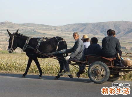 梦见驴拉车有什么预兆，做梦梦到坐着毛驴车赶路
