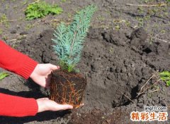 柏树在风水中的寓意