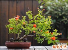 盆栽石榴家里养吉利吗