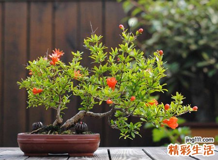 盆栽石榴家里养吉利吗