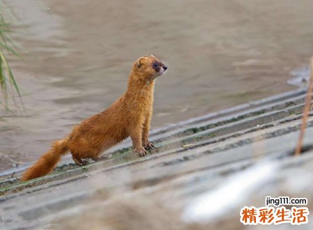 遇到黄鼠狼过马路寓意