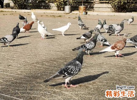 民间鸽子的迷信说法