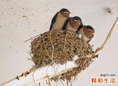 燕子在家里搭窝预示着什么意思