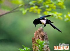 喜鹊叫有什么兆头