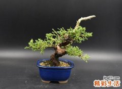 柏树寓意是什么意思