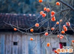 为什么说柿子树是凶树