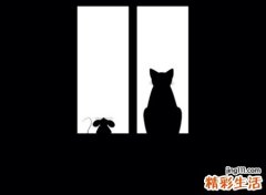 晚上有猫叫千万别出去