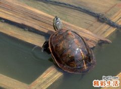 家里养乌龟对女人不好
