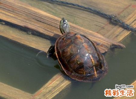 家里养乌龟对女人不好